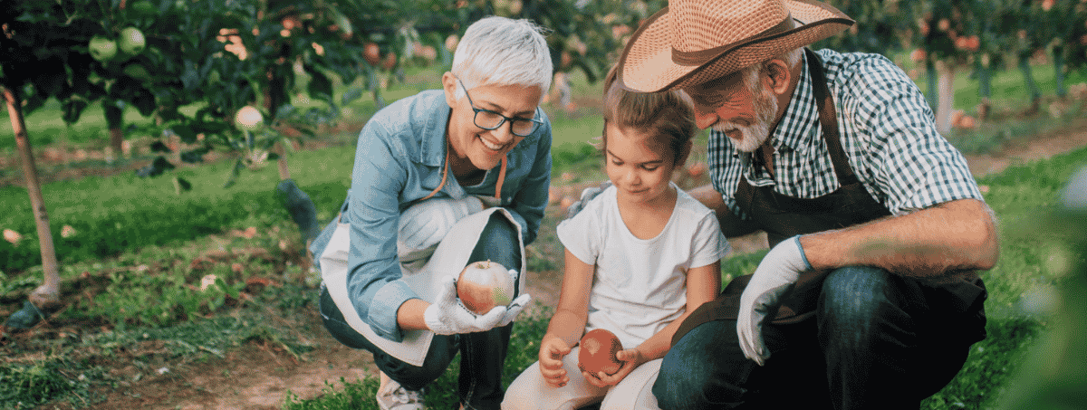 Anziani che raccolgono frutta con bambina