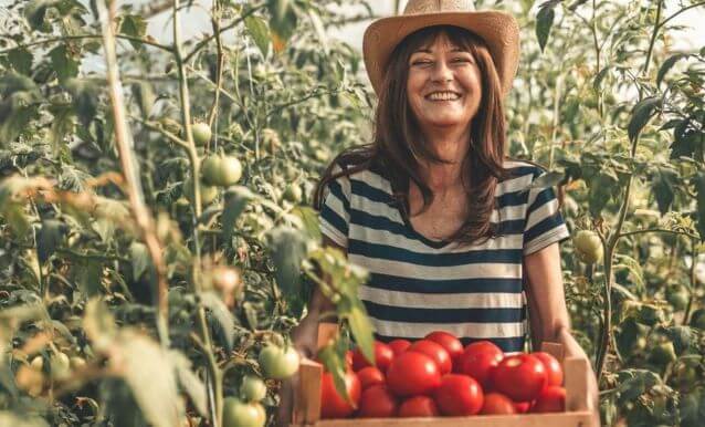 Una donna tiene una scatola di pomodori in un campo verde, circondata da piante di pomodoro.