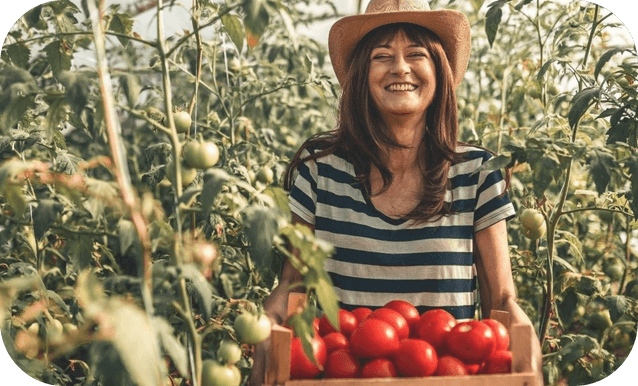 Una donna tiene una scatola di pomodori in un campo verde, circondata da piante di pomodoro.