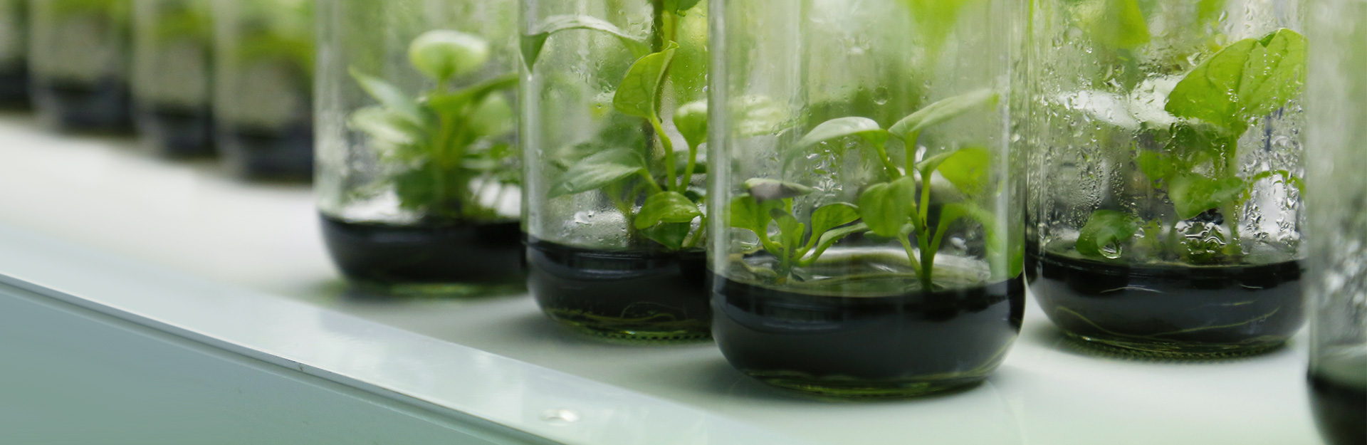 Per ricerca e innovazione garanzia FEI