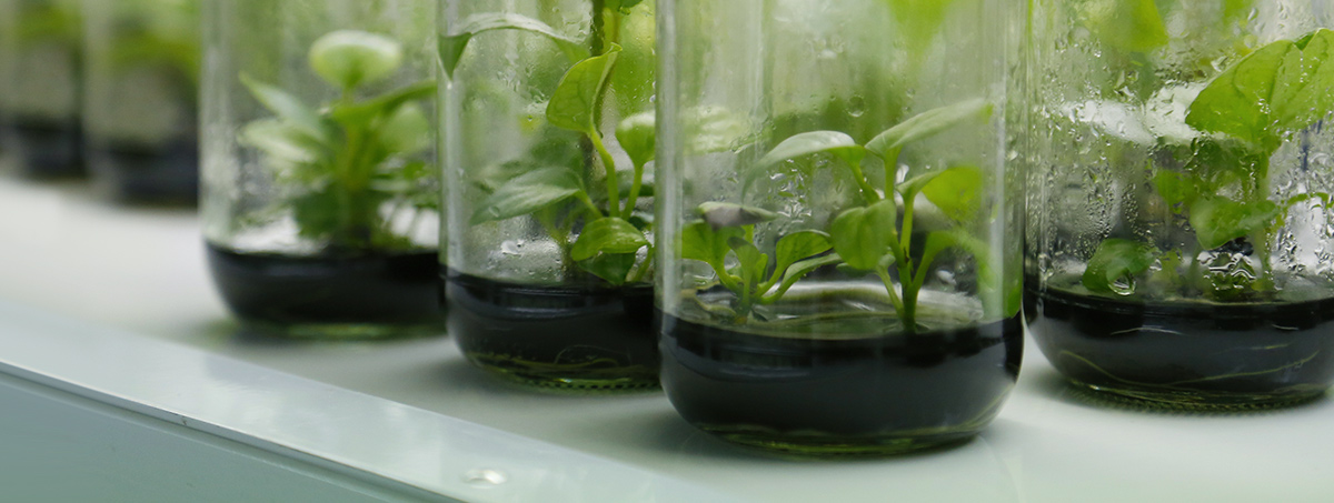 Per ricerca e innovazione garanzia FEI