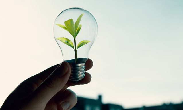 una lampadina con all'interno un germoglio che simula il concetto di energia rinnovabile