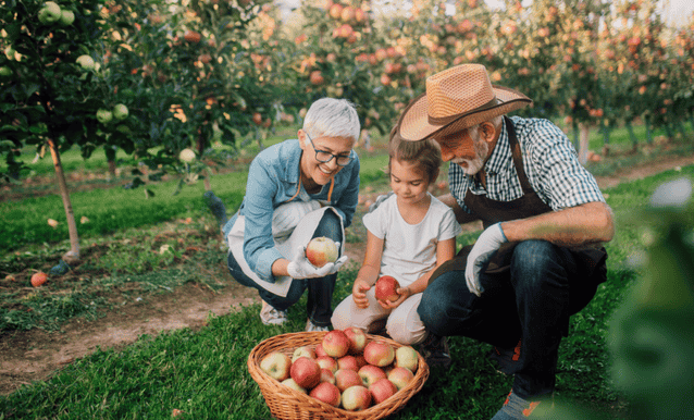 un nonno e una nonna raccolgono le mele con la loro nipotina in un meleto
