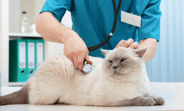 Gatto sottoposto ad un controllo veterinario