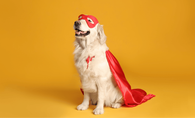 Cane che indossa maschera e mantello da super eroe