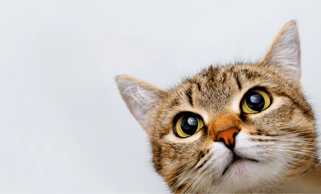 Gatto che osserva il lettore in modo curioso