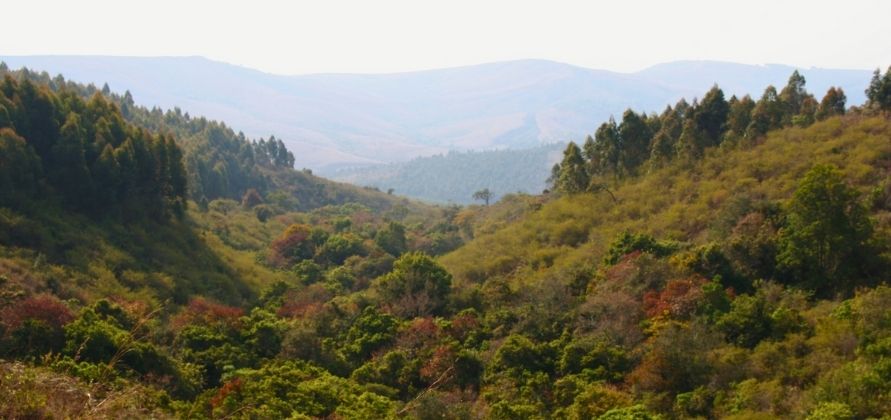 Vista delle montagne e degli alberi in lontananza, con un cielo sereno