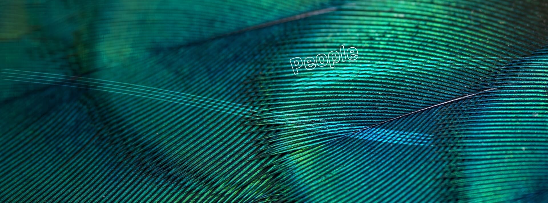 Coda di un pavone con i suoi colori intensi ”People”.